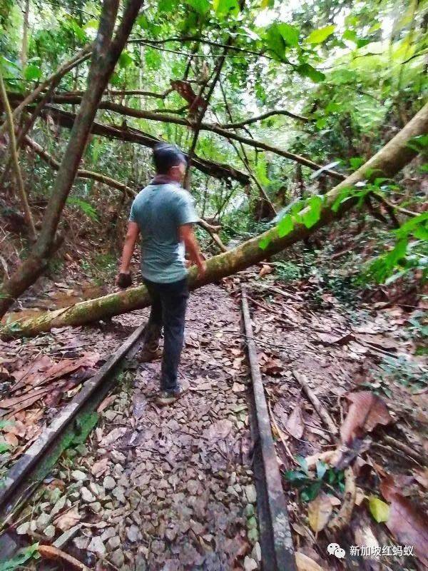 新加坡隐藏版秘境 绝美的金文泰森林