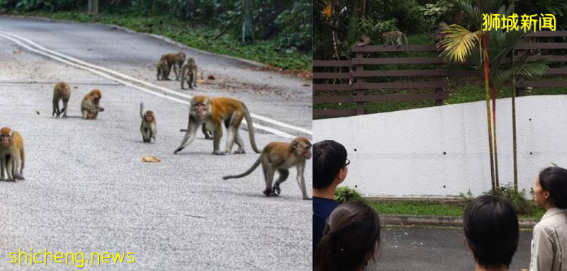 解封後，新加坡有“一對情侶”在馬路上沒戴口罩，公然擁抱!