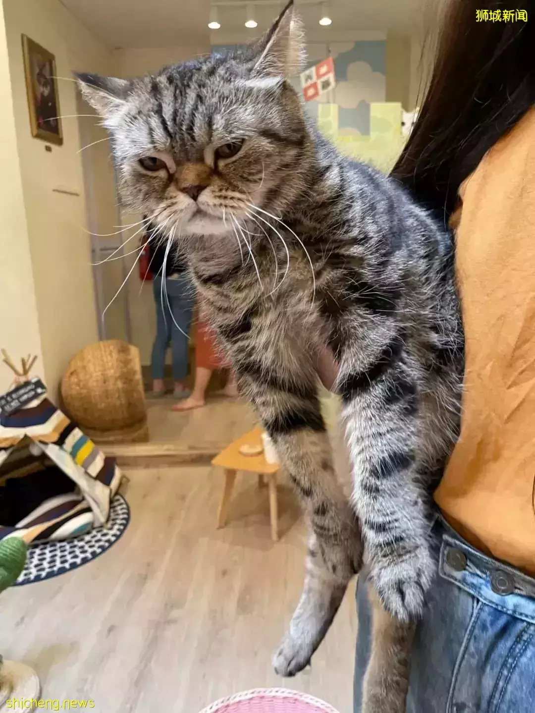 聊天、喝咖啡、撸貓……新加坡愛寵人士聚會好去處,軟萌貓咪等你來