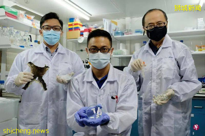 狮城研究：两生物“垃圾”能让骨骼修复再生
