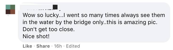 新加坡鳄魚上岸堵路,張開大嘴!海豚犀鳥也都來了