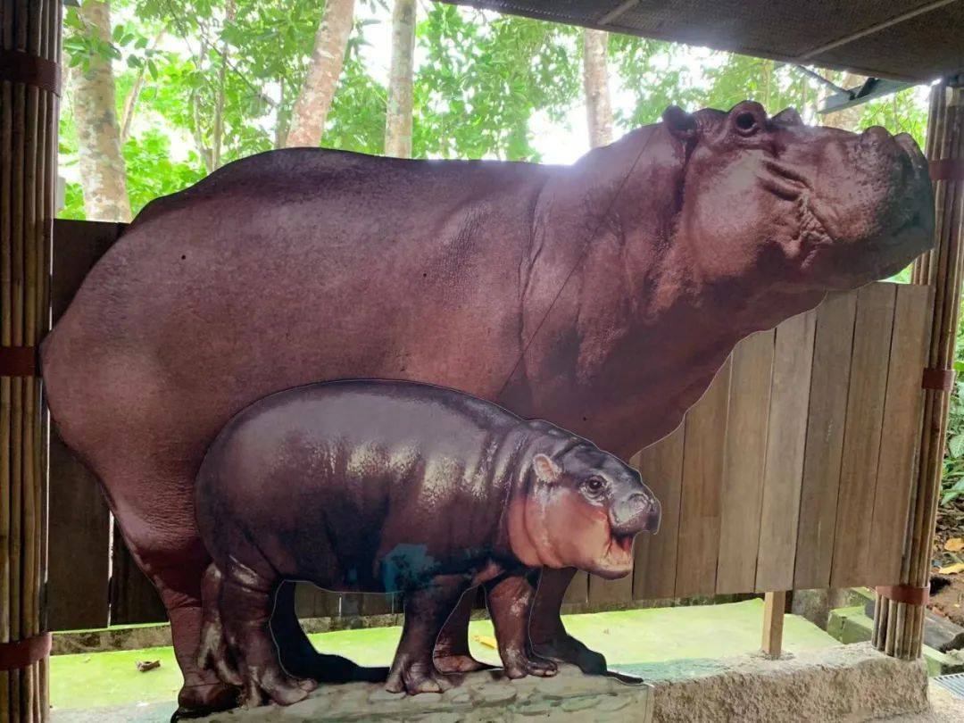 行走獅城——新加坡動物園