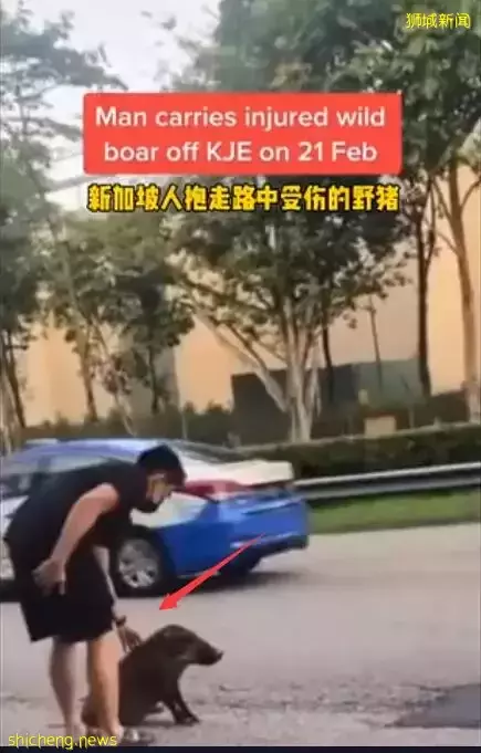 新加坡小哥哥爲救小野豬,在車流中冒險將其抱起!好暖!好貼心
