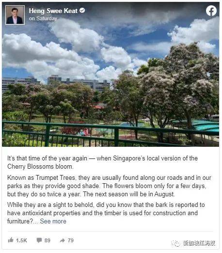 新加坡也有“櫻花”？看看當地領導們如何當起賞花向導