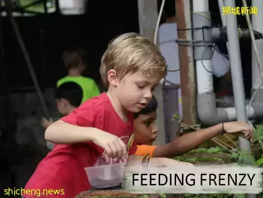 下水抓蛙、摘菜摸鱼、开土摩托……我带娃体验了一把新加坡的农家乐