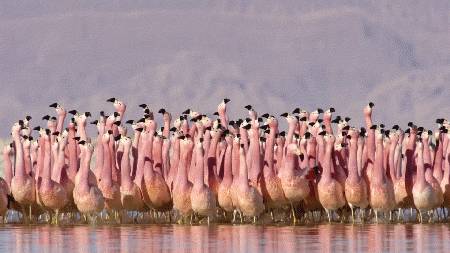 疫情结束后，我们一起来狮城的这些店排队吧