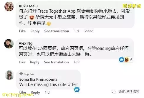 网民不舍“合力追踪”应用的小水獭　当初这只水獭是怎么来的
