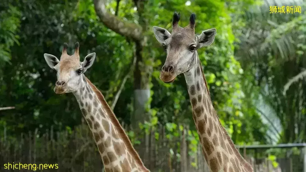 假期攻略 假期想好去哪儿了吗？新加坡四大动物园全攻略安排上