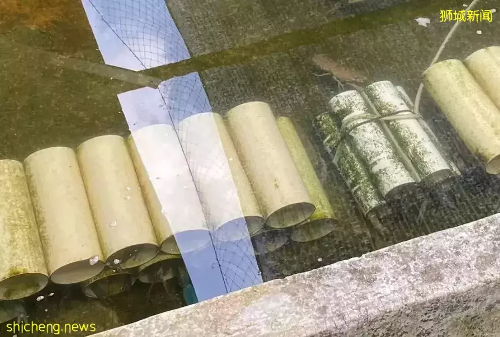 新加坡居然也有小龍蝦養殖場？還享受“總統套房”