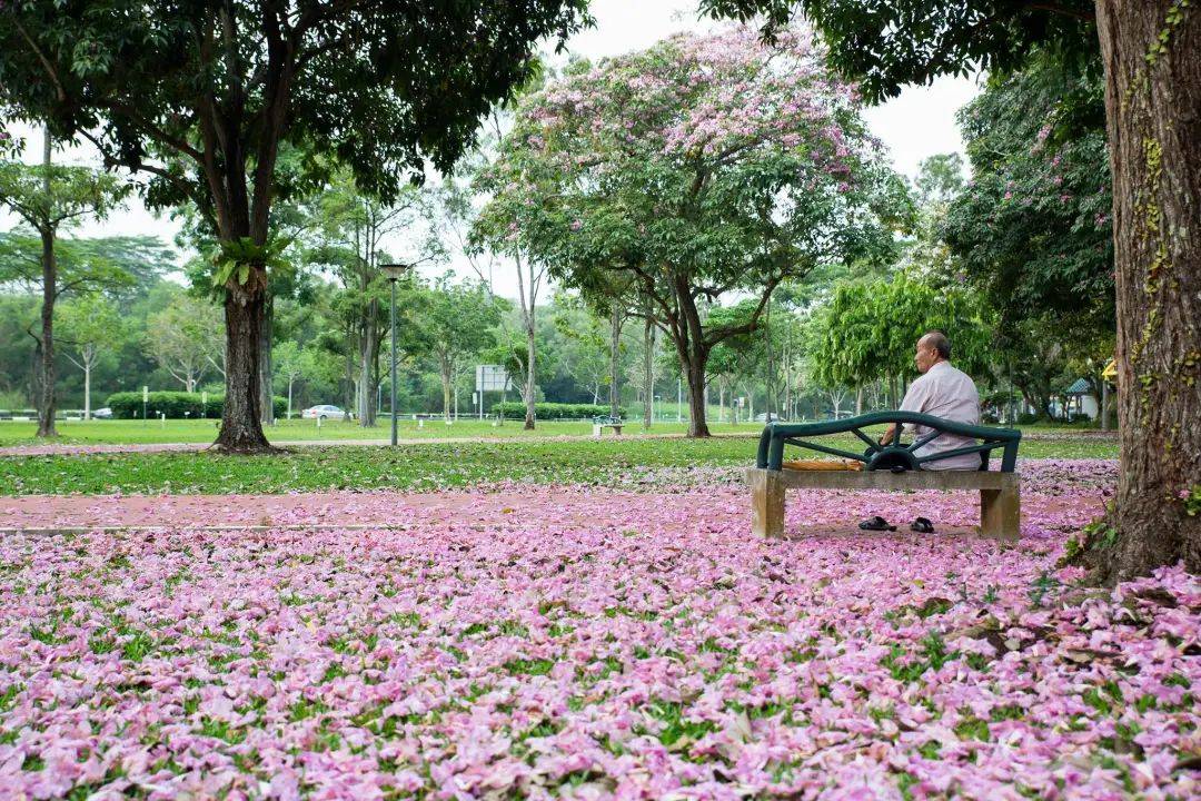 新加坡這些“櫻花公園”火了！$2起限定美食，別讓粉色季節白白溜走啦