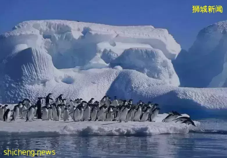 从热辣赤道穿越至冰雪南极是神马体验,新加坡这群人包船玩“冰火”