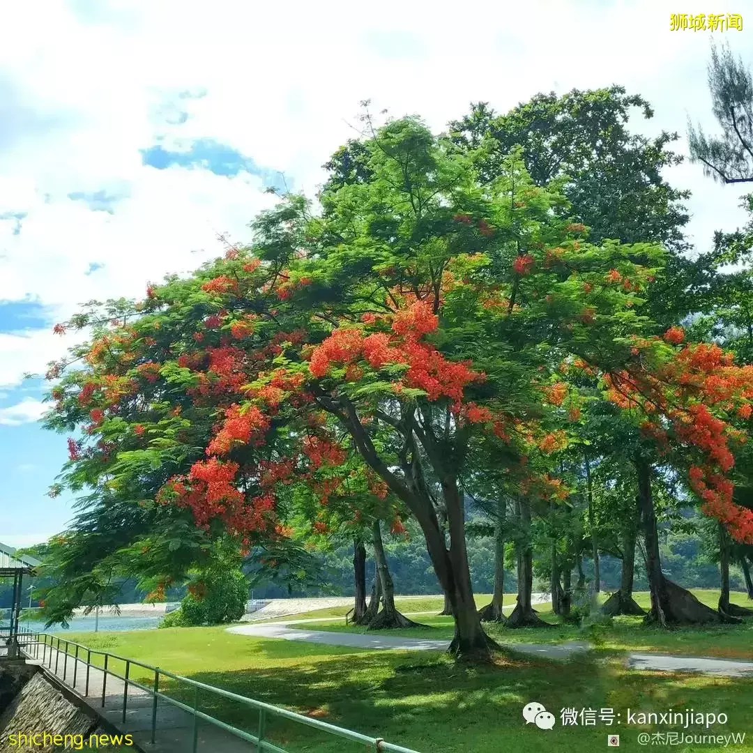 新加坡离岛攻略,半个多小时便能收获美景天堂