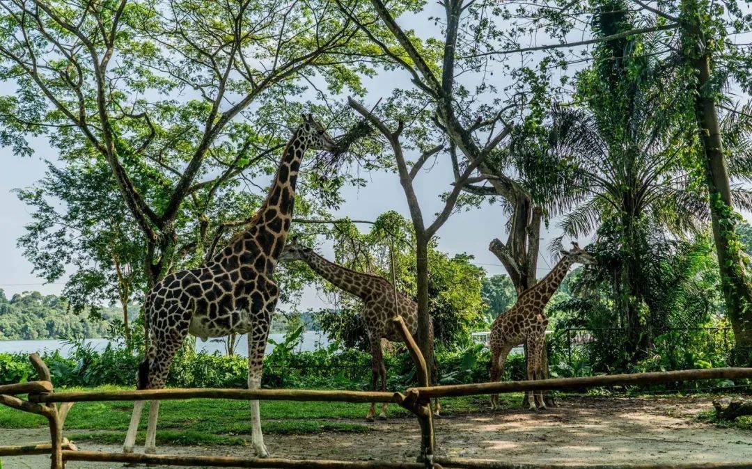 叮咚!新加坡奇奇怪怪的冷知识增加了