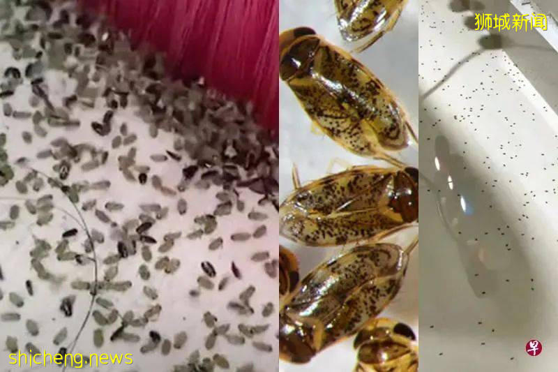 上千“不速之客”闯新加坡组屋，密集恐惧症者慎入