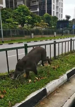 野豬島國趴趴走 1年多接獲350起通報