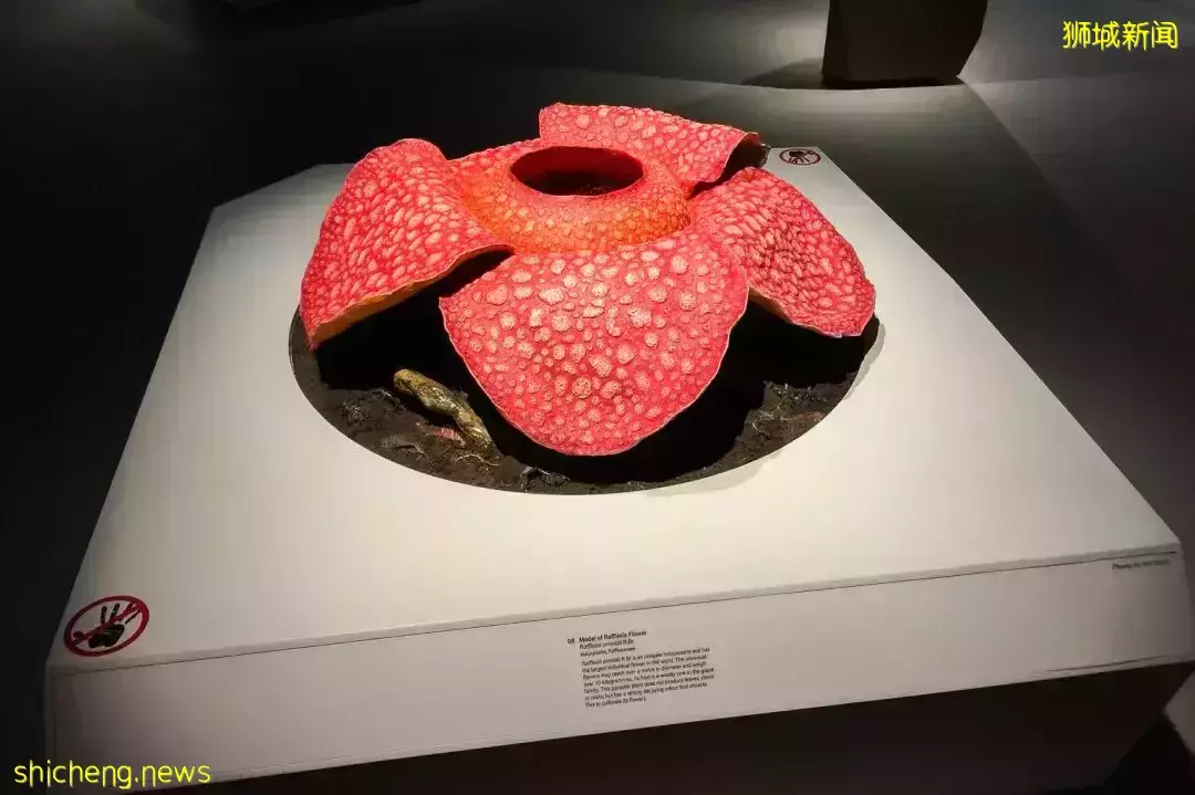 在新加坡，你見過熱戀中的水獺嗎