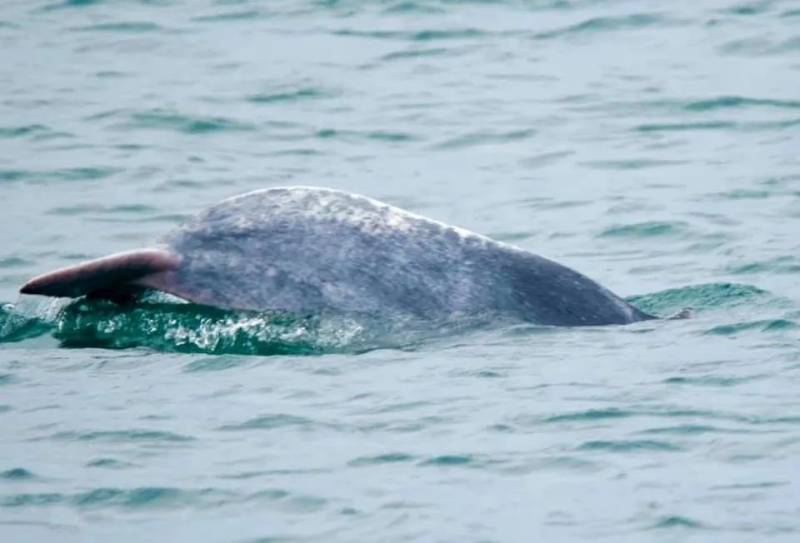 “惊!我在新加坡上厕所,竟然遇到了ta,差点吓尿!”