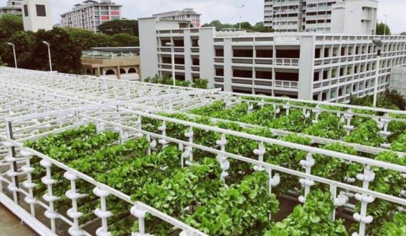 新加坡停车场改菜园子？重新定义种菜的玩法都是逼出来滴呀