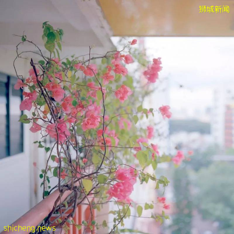 美如畫卷的新加坡，等你來!