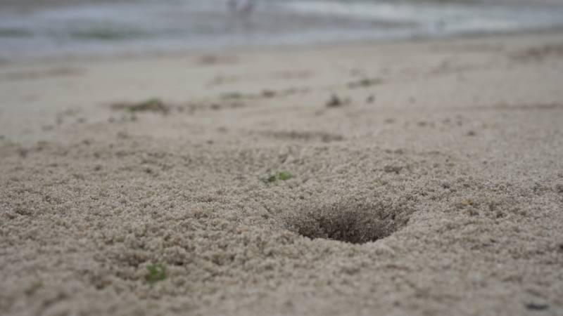 新加坡趕海全攻略!寄居蟹、花蟹、龍蝦、蛤蜊、海星、海參...我挖到寶藏啦