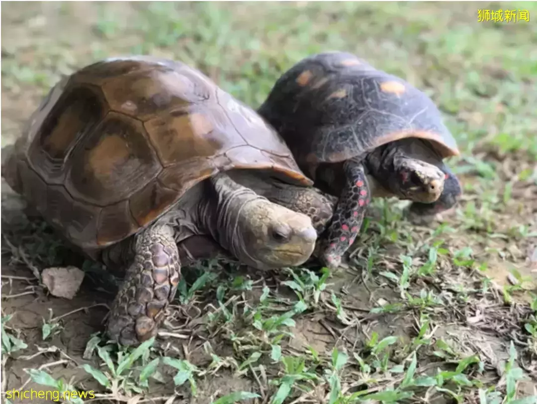 藏不住了！新加坡8個超小衆博物館，你聽說過嗎