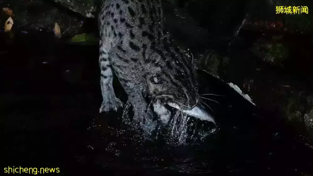 假期攻略 假期想好去哪儿了吗？新加坡四大动物园全攻略安排上