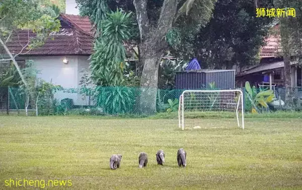 别再来！闯民宅咬死锦鲤 屋主仍“护送”水獭回家 