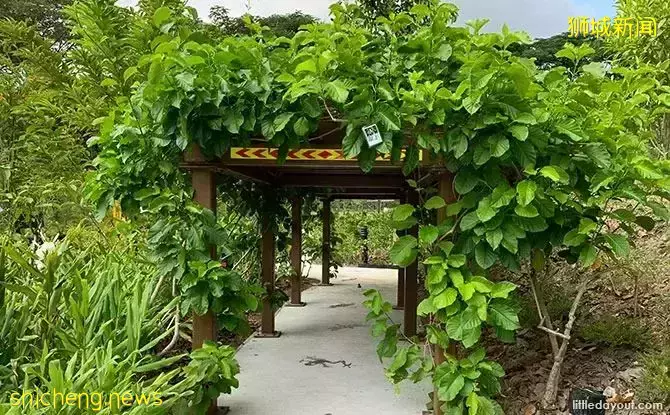 免費！新加坡最適合娃的公園，蝴蝶迷宮、沙灘小灣、瀑布、滑梯秋千