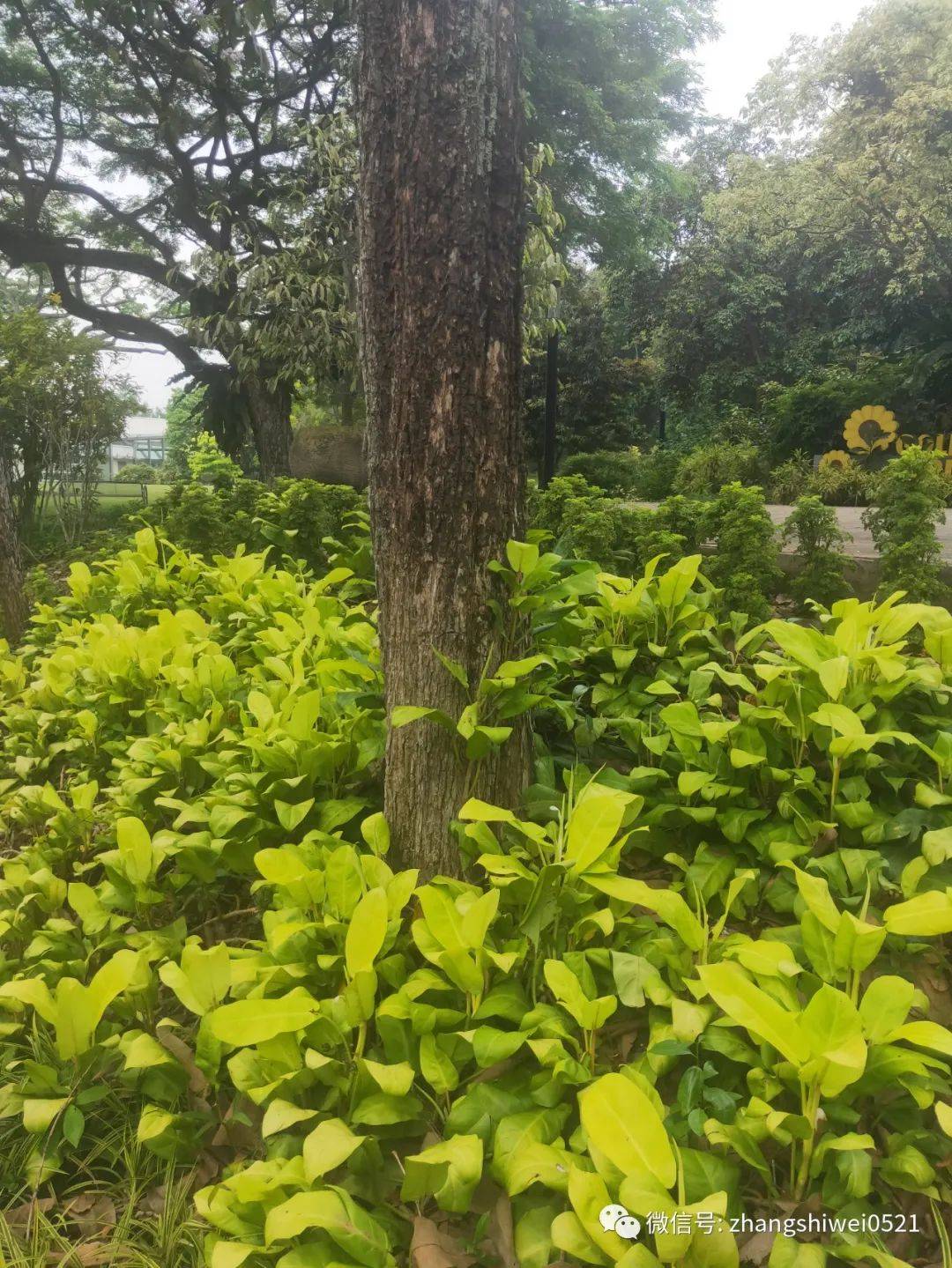 新加坡遊記系列 行走在南部山脊