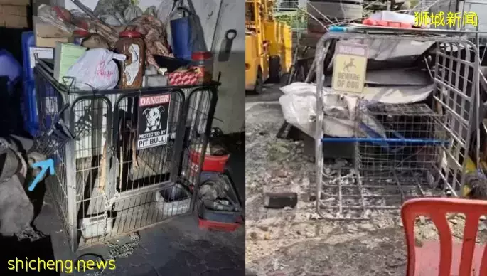 狗锁在狭小不通风铁笼 爱狗组织劝说狗主不理