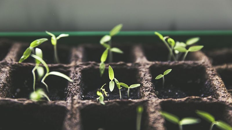 本地七个多层停车场楼顶可种蔬菜！相关招标已结束