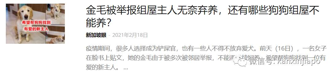 遭HDB人员登门盘查被告知,新加坡组屋不能养猫!这些“毛小孩”也不能出现