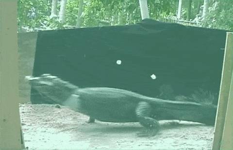 500种热带动植物免费看!超大蜥蜴、候鸟、鳄鱼,新加坡这地儿你肯定没来过