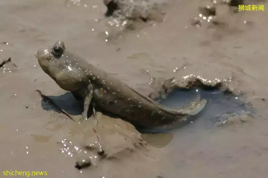 榴梿、野豬、猴子、各種魚蟹……體驗“新加坡最後的農村”