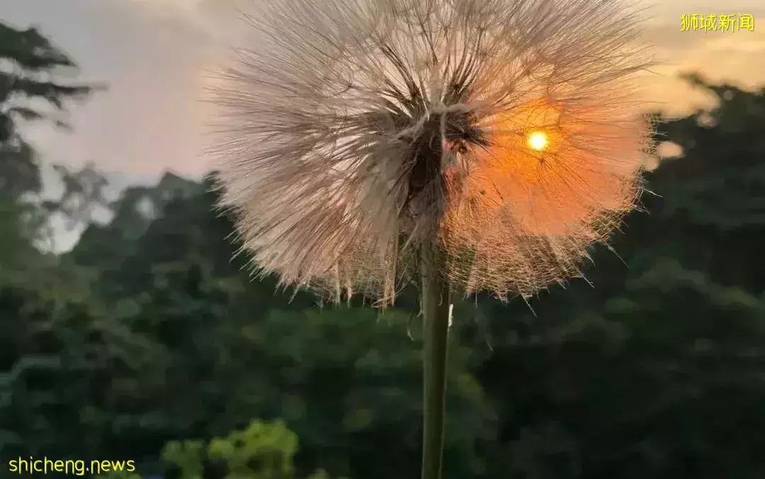 鮮花在熱帶也能養1個月？資深花友新加坡買花、養護大揭秘