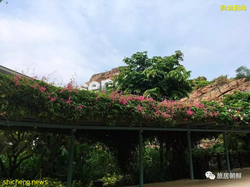 新加坡旅游归来,告诉你一个真实的新加坡