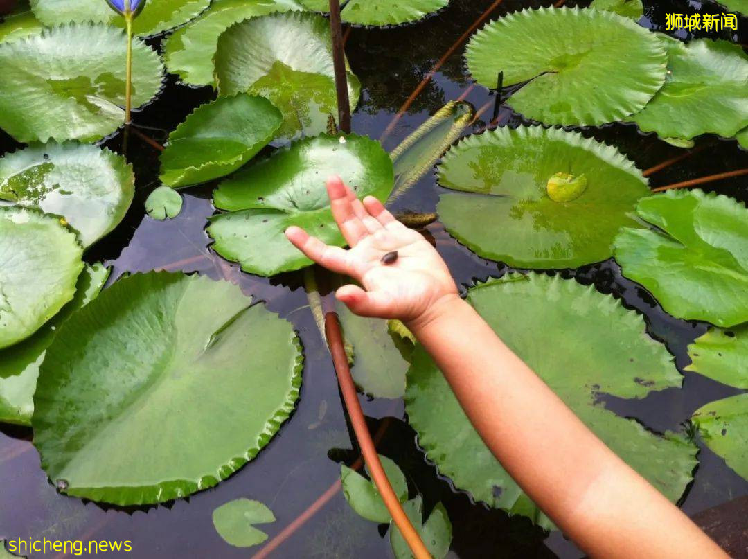 新加坡的娃太太太太幸福了！亞洲最大兒童花園，免~費~玩