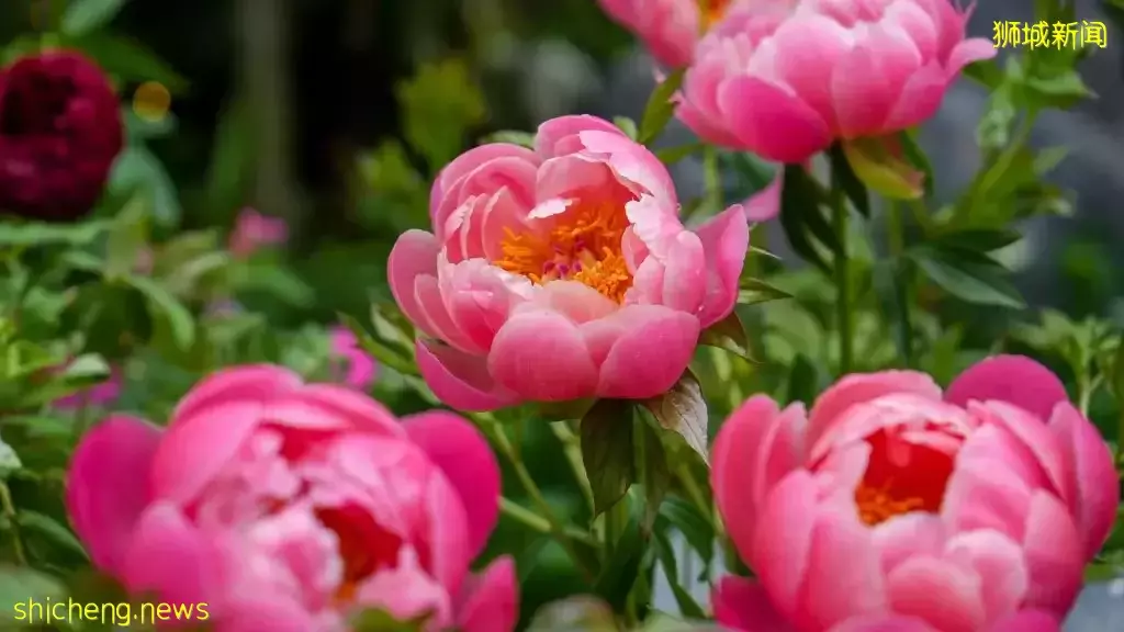 滨海湾花园富贵牡丹花卉展来了!与本地博物馆同时展出古董文物,值得一逛👍