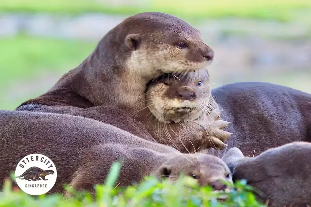 你見過熱戀中的水獺嗎