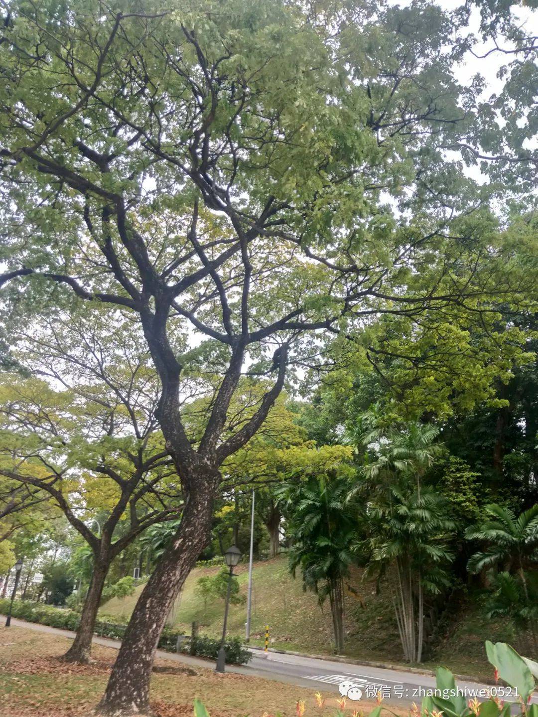 新加坡遊記系列 常規又不常規的獅城遊覽