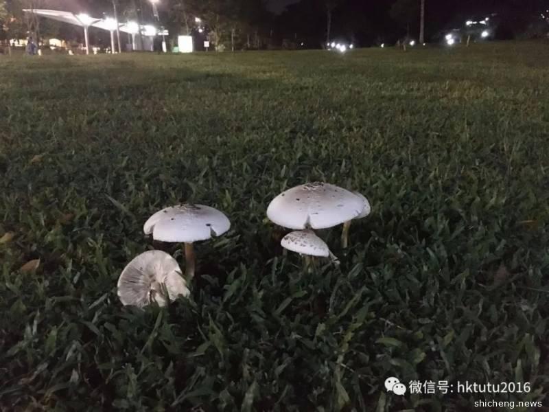 新加坡疫情观察：飙升的数字、举报隐忧与政策走向