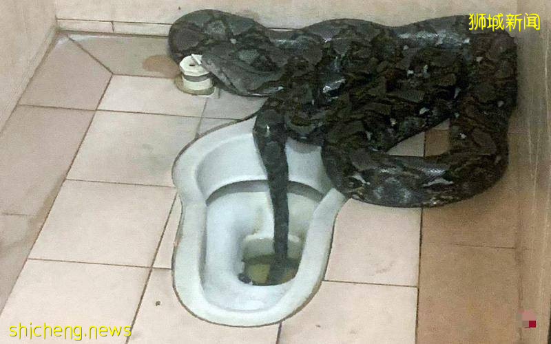 咖啡店打烊後廁所傳異響 · 攤主驚見五米巨蟒蠕動