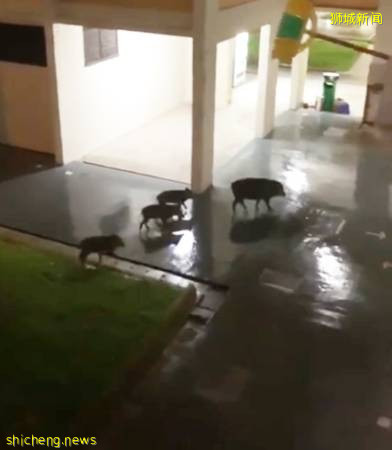 野豬島國趴趴走 1年多接獲350起通報