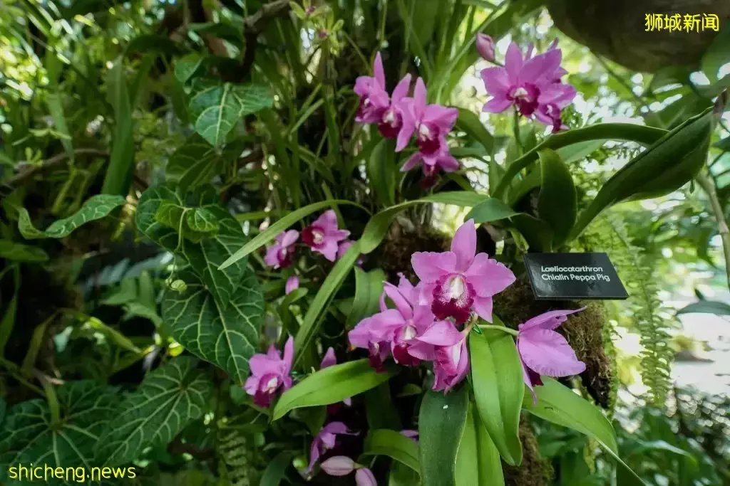 滨海湾花园花穹和云雾林双展览!绣球花+哥斯达黎加胡姬花限时展出,要看要快啊~💐