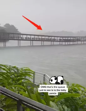 为看一眼新加坡出生的小熊猫,他们排队几小时