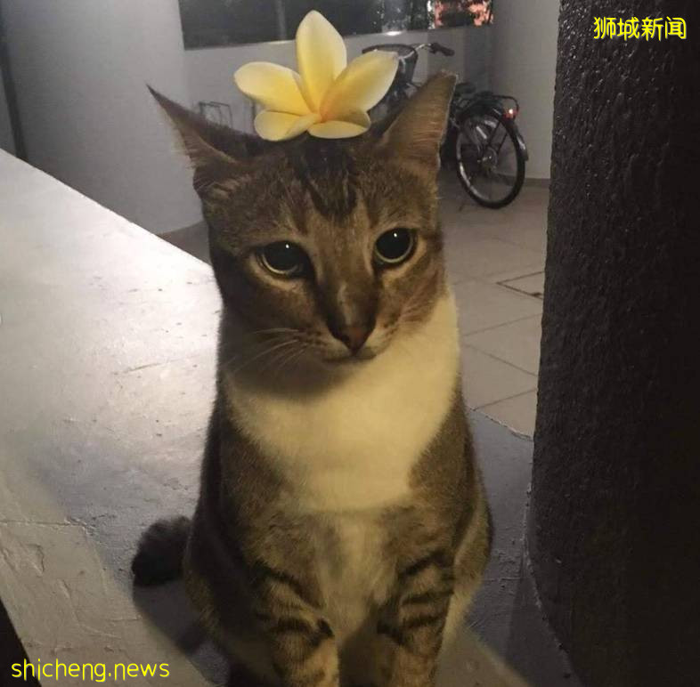 《神奇動物在哪裏之 NTU 篇》