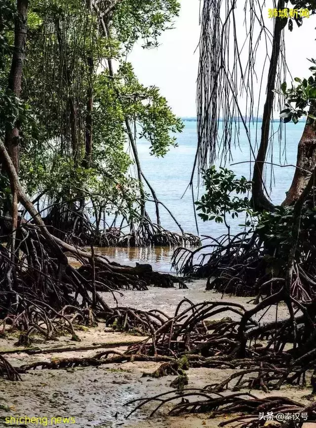 新加坡,越來越大了!50多年國土增加了25%,是怎麽做到的