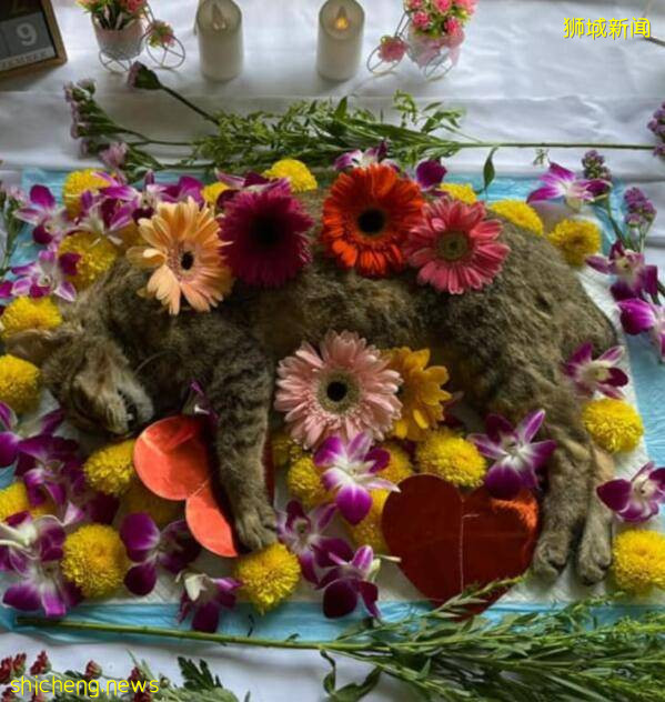 新加坡一群流浪狗虐死流浪猫,网友伤心感叹:自然本能,它们都没有错