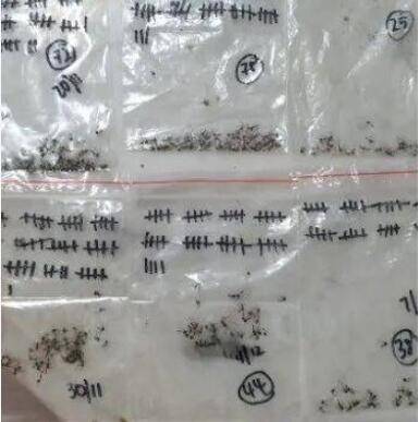 新加坡奇葩一家人,三星期收集近400只蚊子尸体