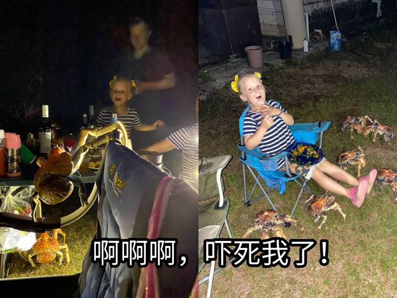 突發！這個海灘驚現一群巨型椰子蟹，還搶燒烤吃！新加坡也被鳄魚、蜥蜴、蟒蛇、水獺、猴子、野豬、野雞嚇到過